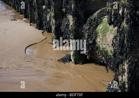 Groynes covered in seaweed and limpets on Bridlington's North Beach. The sand has patterns in it from action by the tide. Stock Photo