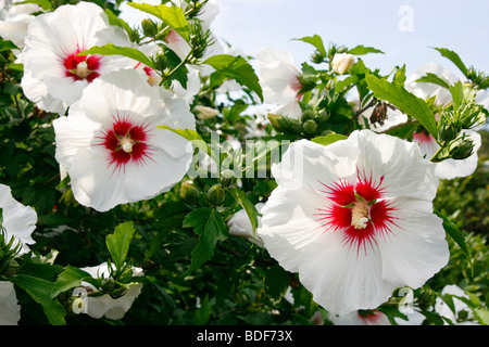 Hibiscus syriacus 'Rose of Sharon' or 'Red Heart' flower. Stock Photo