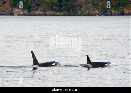 A pair of Orca Whales surface off the west coast of Lopez Island in the San Juan Islands of Washington State, USA. Stock Photo