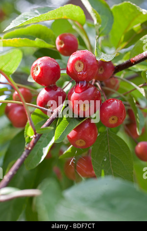 Crab Apple Tree in Summer Stock Photo