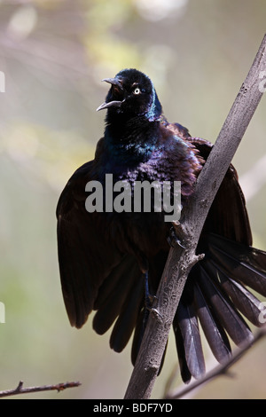 Common Grackle (Quiscalus quiscula stonei), Purple subspecies, male singing on a branch. Stock Photo