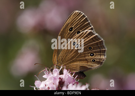 One of many ringlet species of the tribe Satyrini,  Aphantopus hyperantus. The butterfly is feeding on oreganum vulgare. Stock Photo