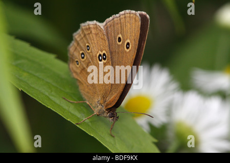 One of many ringlet species of the tribe Satyrini,  Aphantopus hyperantus. A closeup on this butterfly's head. Stock Photo