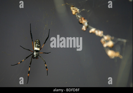 Golden Arb Spider with Nest. Waterberg National Park. Limpopo. South Africa. April 2009. Picture by Zute Lightfoot. Stock Photo