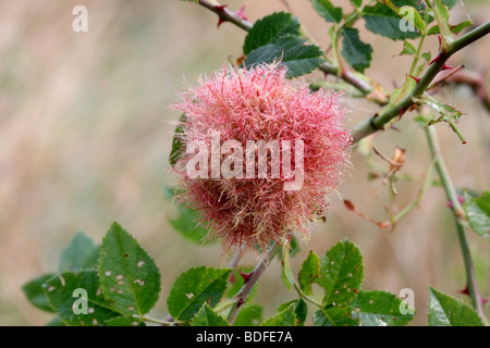 Robin's Pincushion or the Bedeguar gall, Diplolepis rosae, Kent, August 2009 Stock Photo