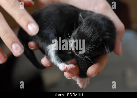 newborn black and white kitten 3 days old Stock Photo