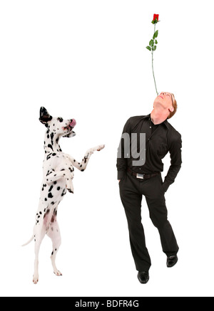 Dalmatian (Canis lupus f. familiaris), standing excited beside an man juggling with a rose Stock Photo