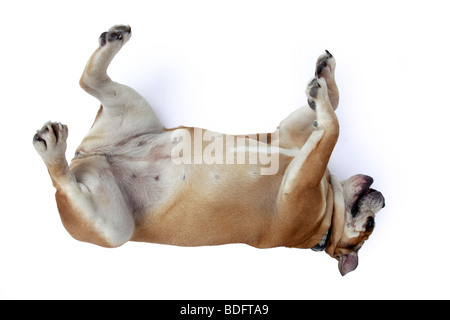 English bulldog (Canis lupus f. familiaris), rolling on the ground Stock Photo