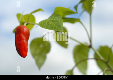 Chili or capsicum plant Stock Photo