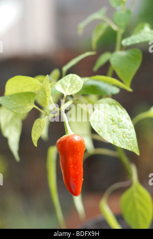 Chili or capsicum plant Stock Photo