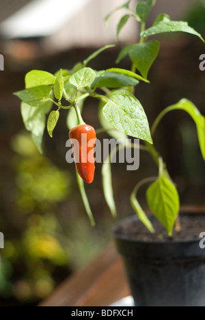 Chili or capsicum plant Stock Photo