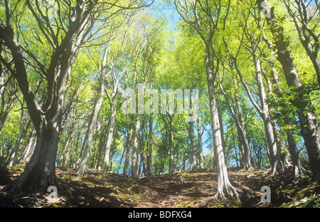 Small plantation of Common beech trees with backlit fresh spring leaves viewed from base of sloping hillside with blue sky Stock Photo