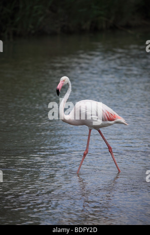 Single Greater Flamingo Phoenicopterus ruber Camargue Area of France Stock Photo