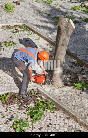 Tree surgeons cutting down a diseased tree, in Seixal, Setubal District, Portugal. Stock Photo