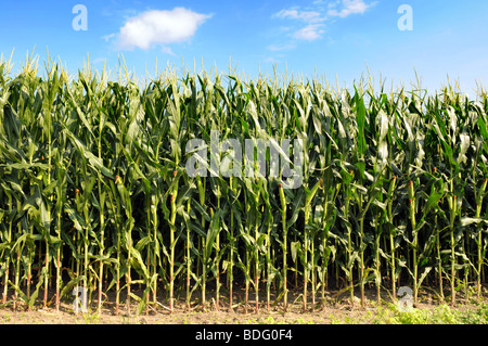 Cornfield during sunny day with blue sky and clouds Stock Photo