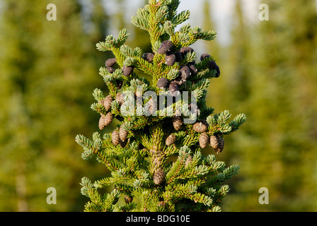 Black spruce, Picea mariana, in boreal forest of Alaska Stock Photo