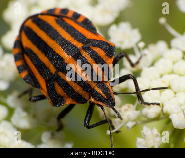 The beautiful striped bug sits on a plant. A close up. Stock Photo