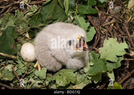 The baby bird nests. The Common Buzzard (Buteo buteo) is a medium to large bird of prey. Stock Photo
