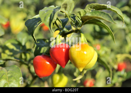 Yellow and Red Chili Peppers (Capsicum) on a bush Stock Photo