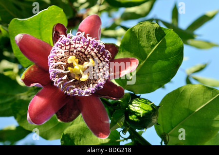Flower of the Winged-stem Passion Flower (Passiflora alata), Maracuja-Perennial Stock Photo