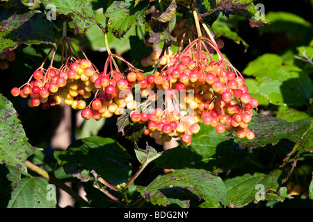Viburnum Trilobum Wentworth American Cranberry bush Hybrid with berries. Stock Photo
