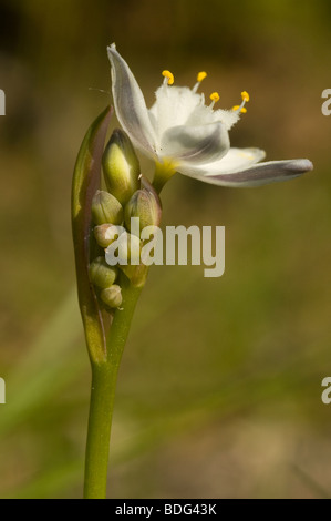 Kerry lily (Simethis planifolia) Stock Photo