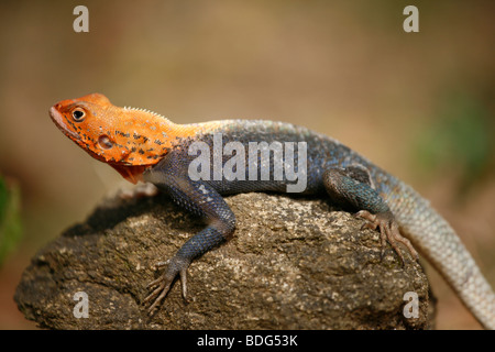 Agama species of Lizard with is brightly colored orange and blue scales basking in the sun. Kakum National Park. Ghana Stock Photo