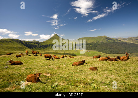 Summering of cows of the Salers breed on Cantal pastures (France). Vaches de race Salers à l’estive dans les Monts du Cantal. Stock Photo