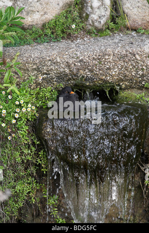 European Blackbird Turdus merula male bathing Abbey Gardens Tresco Isles of Scilly Stock Photo