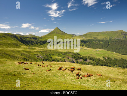 Summering of cows of the Salers breed on Cantal pastures (France). Vaches de race Salers à l’estive dans les Monts du Cantal. Stock Photo