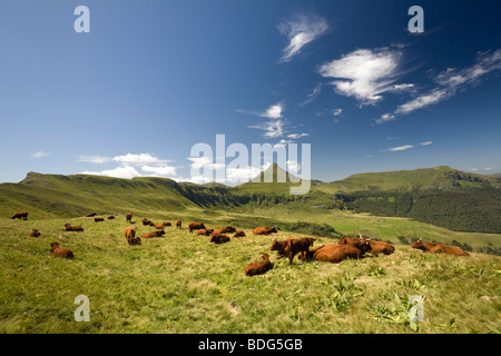 Summering of cows of the Salers breed on Cantal pastures (France). Vaches de race Salers à l’estive dans les Monts du Cantal. Stock Photo