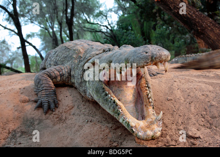 Crocodile (Crocodilia) showing its teeth Stock Photo