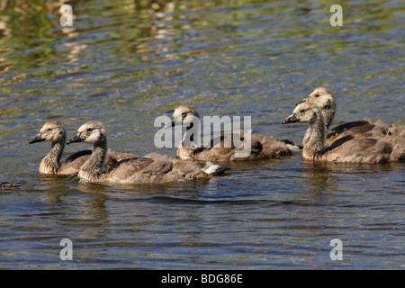 Canada Goose Branta canadensis gosling chicks swimming in a river with a reflection in the water Stock Photo