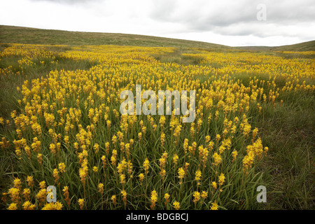 Bog Asphodel, Narthecium ossifragum, growing in profusion near Ingleborough, Yorkshire Dales, UK. Stock Photo