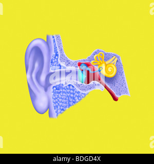 INTERNAL EAR, DRAWING Stock Photo