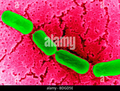 CLOSTRIDIUM Stock Photo, Royalty Free Image: 48402849 - Alamy