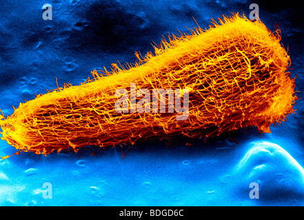 SHEEP LIVER FLUKE LARVA Stock Photo