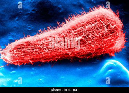 SHEEP LIVER FLUKE LARVA Stock Photo