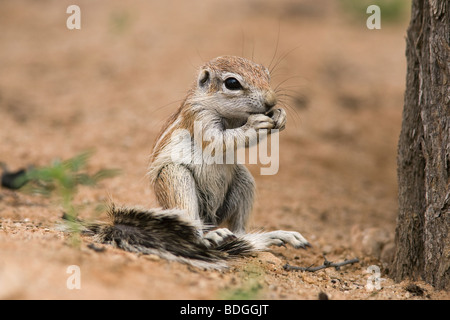 Ground squirrel baby Xerus inuaris Kgalagadi Transfrontier Park ...