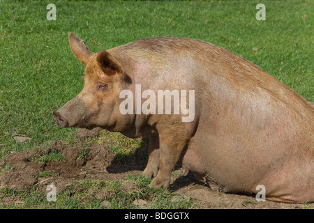 Tamworth rare breed sow pig sitting Stock Photo