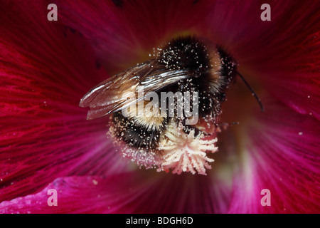 Detail of Bumble Bee (Bombus terrestris) in the Heart of Pink/Red Hollyhock Flower (Alcea rosea) with Pollen Stock Photo