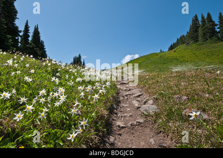 Avalanche Lilies along the High Divide Trail, Olympic National Park, Washington. Stock Photo