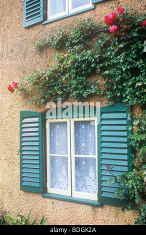 Detail of cottage or house with pebble-dash walls window with net curtains and shutters and rambling rose with red flowers Stock Photo