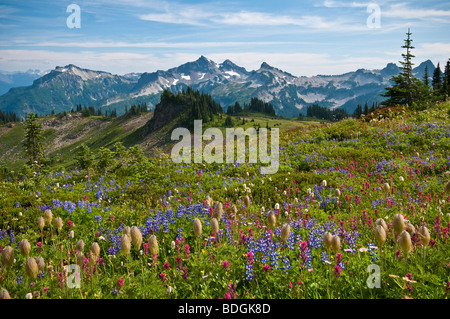 Wildflowers in meadow and view to Tatoosh Range from Skyline Trail in Paradise area; Mount Rainier National Park, Washington. Stock Photo