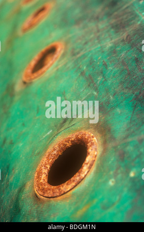 Close up of string of rusting eyelets in green plastic or nylon tarpaulin sheet covered in scuff marks and blemishes Stock Photo