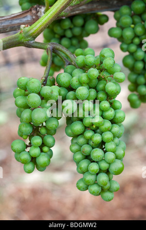 Torii Mor Winery, Summer, vines, vine, grapes, Pinot Noir, Vineyards, vineyard Stock Photo