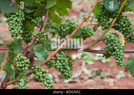 Torii Mor Winery, Summer, vines, vine, grapes, Pinot Noir, Vineyards, vineyard Stock Photo