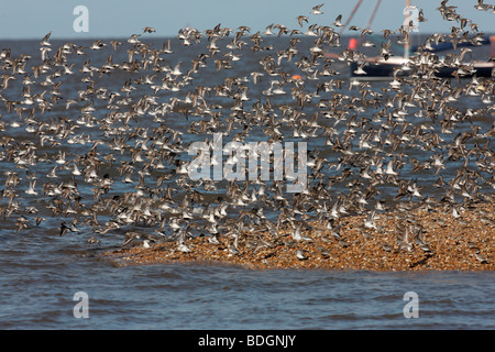 Dunlin, Calidris alpina, flock with sanderling and ringed plover, Norfolk, August 2009 Stock Photo
