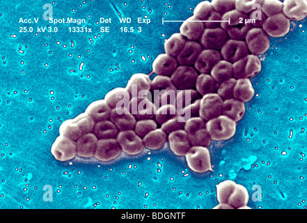 ACINETOBACTER BAUMANNII Stock Photo