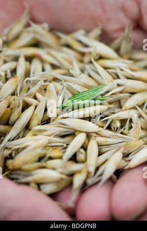 Oats, cereal crop, in hands Stock Photo
